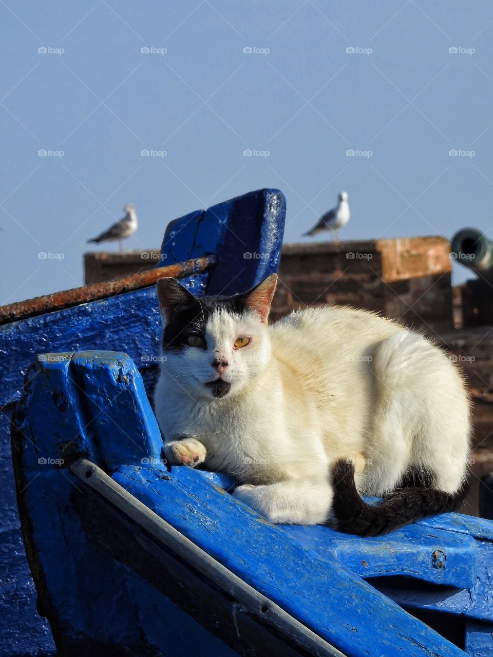 Cat eating fish