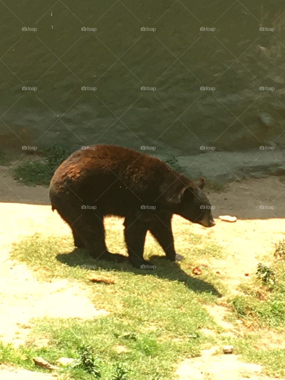 Bear