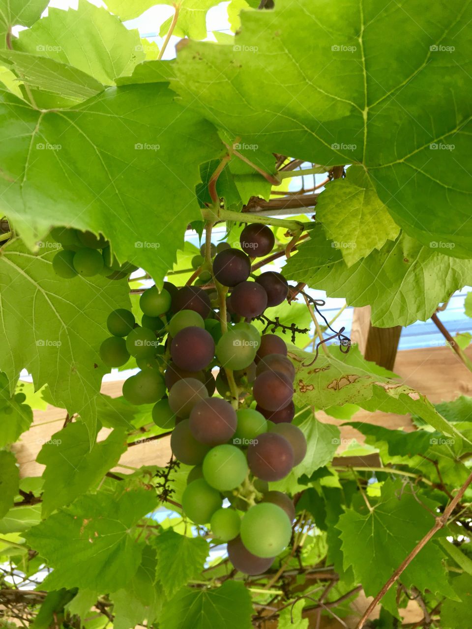 Grapes