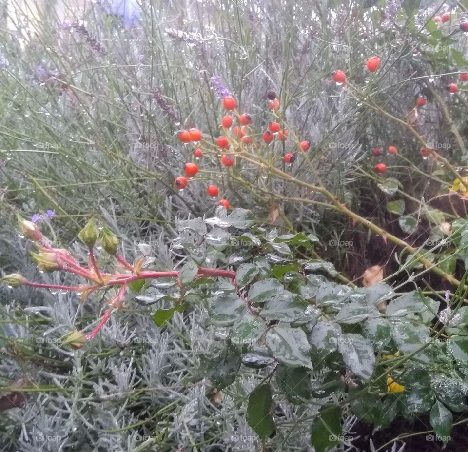 Rain, rain go away... beautiful plants