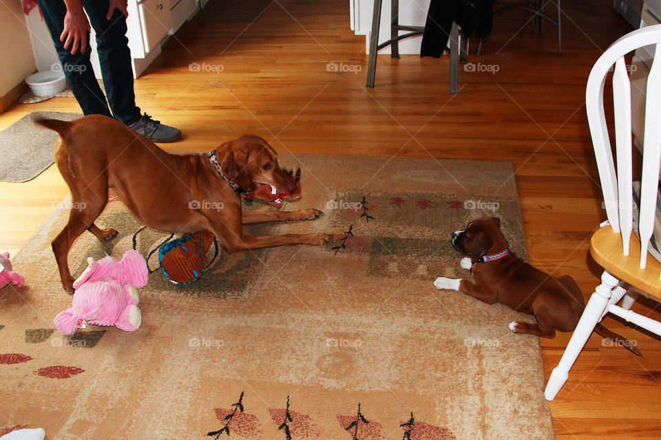 Viszla and boxer mix puppy play