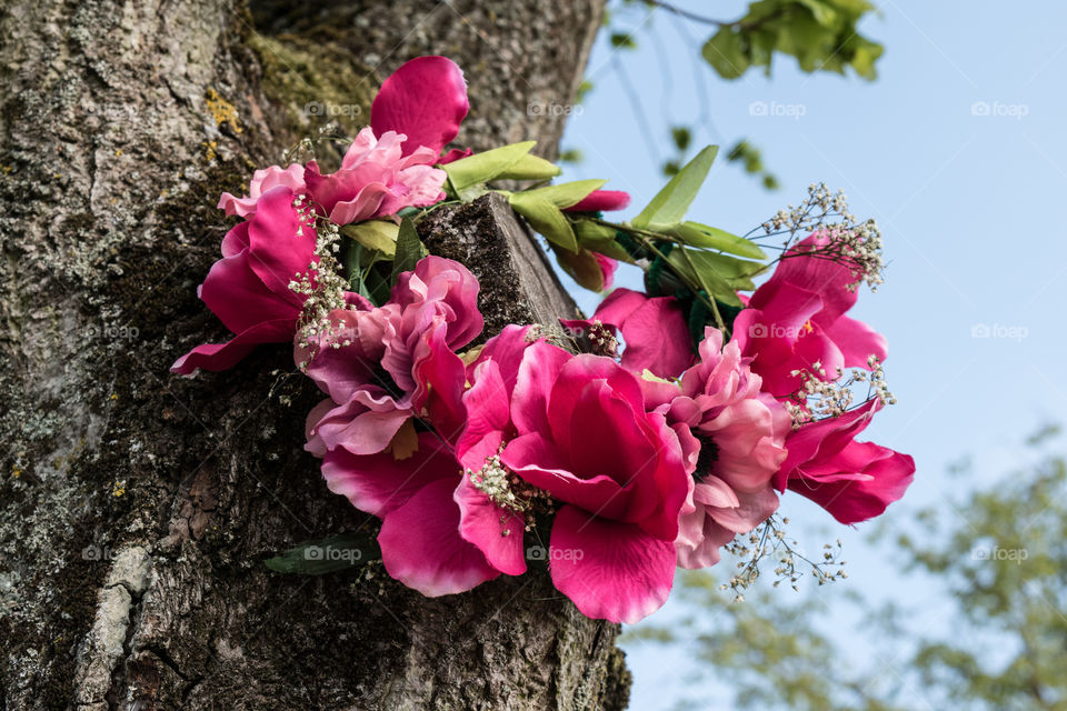 Pink flower