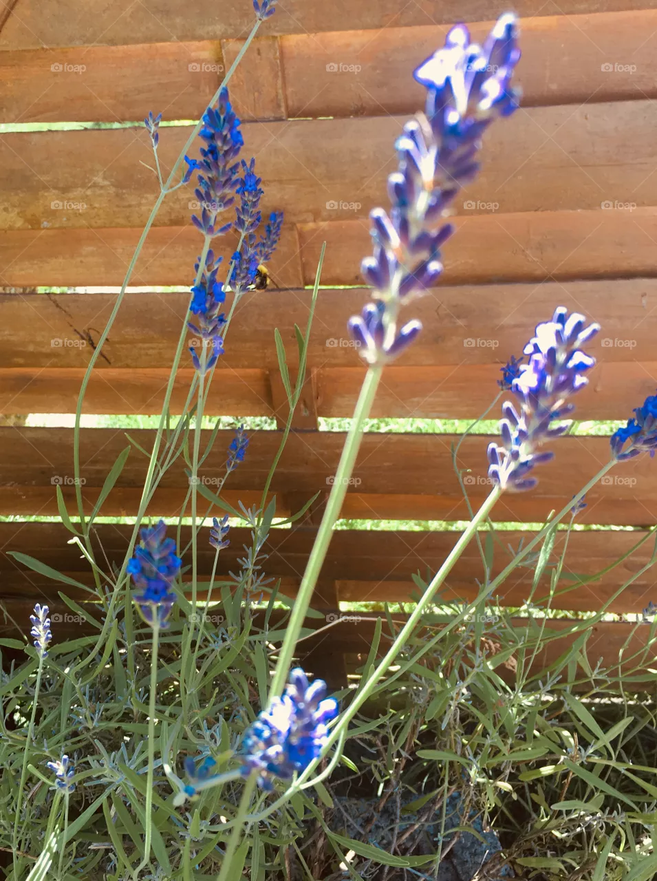 Blume