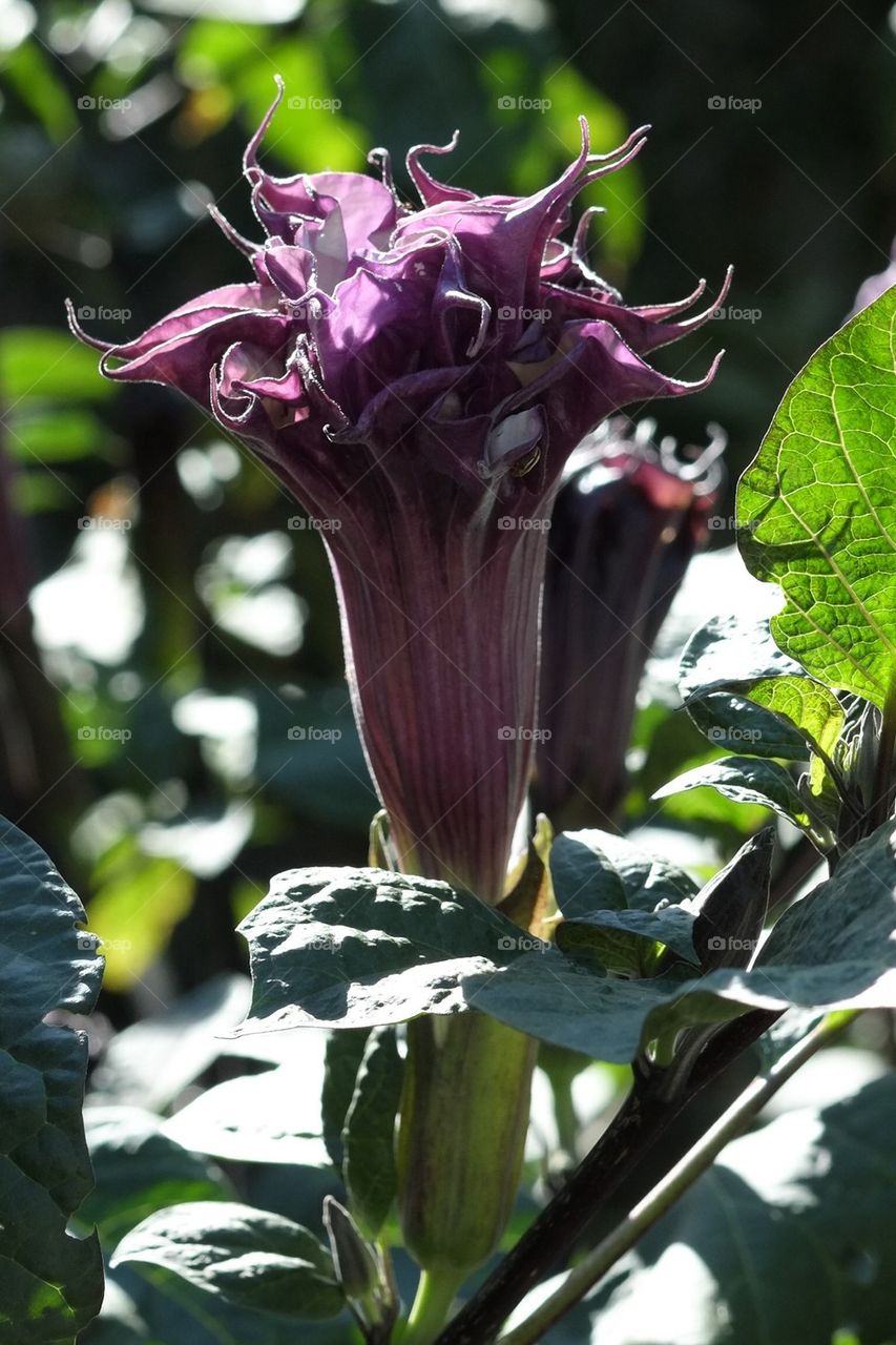 Purple trumpet flower bud