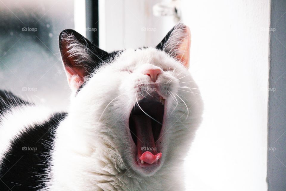 Cute yawning cat.