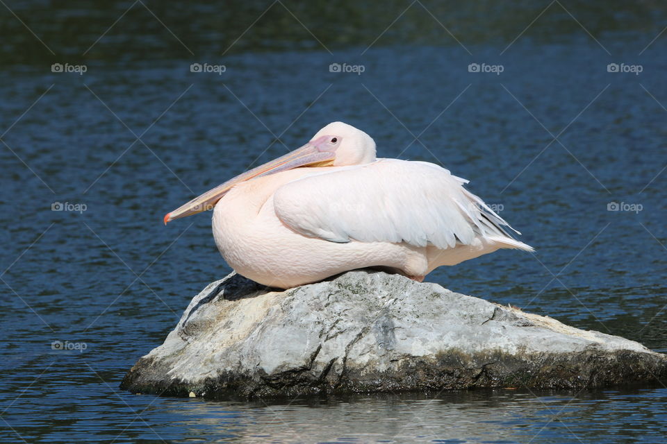 pelican