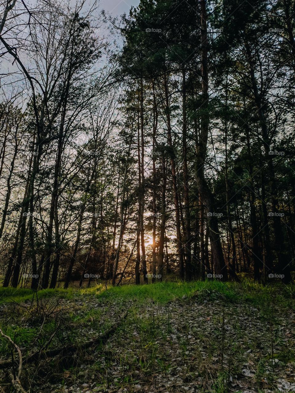 Sun sets behind the trees in pine tree forest. Evening in the forest. Forest walk, dark evening shades. Sunset in the forest. Sun rays on the green grass. Dark beautiful forest. High trees, beautiful nature landscape. Ukrainian forest