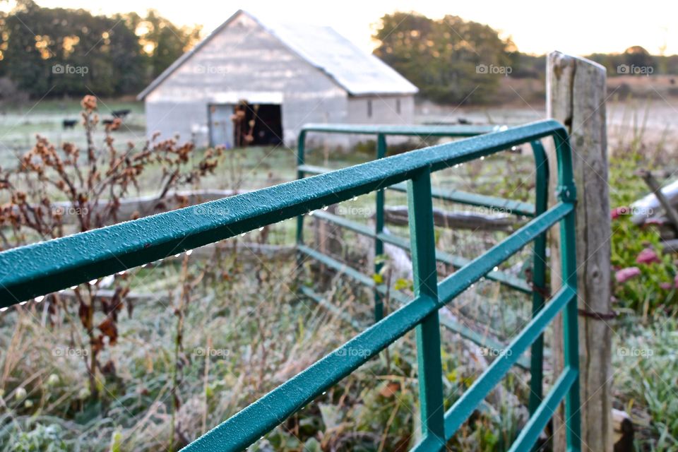 Frosty morning at the farm.