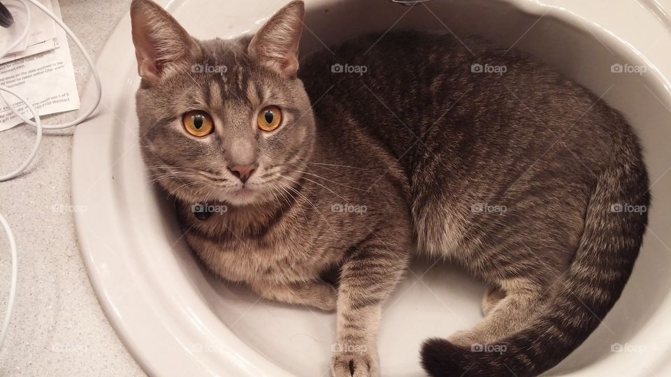 Cat Lying in Bathroom Sink