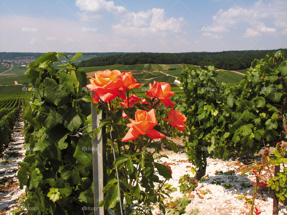 Champagne . Vineyards 