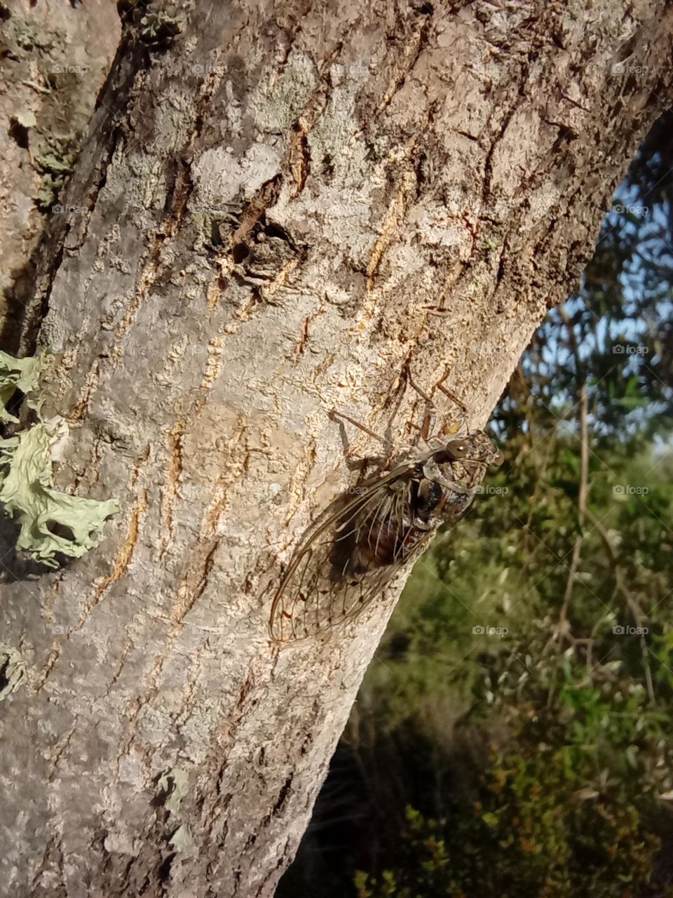 Cicadas on a Tree Trunk at the side of a Road in Porto Pozzo, Sardinia.