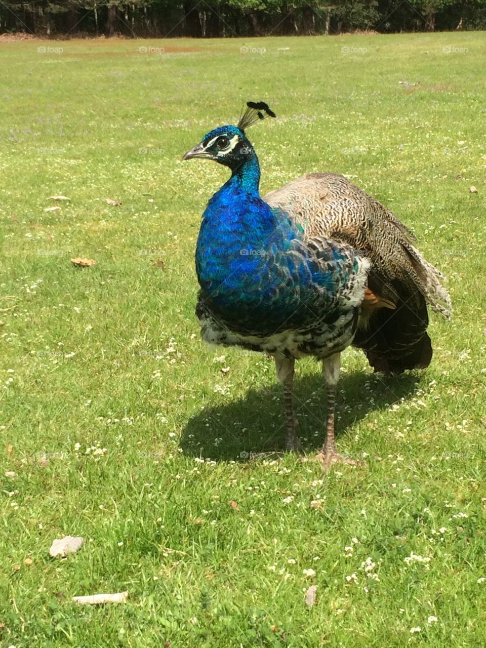 Peacock 