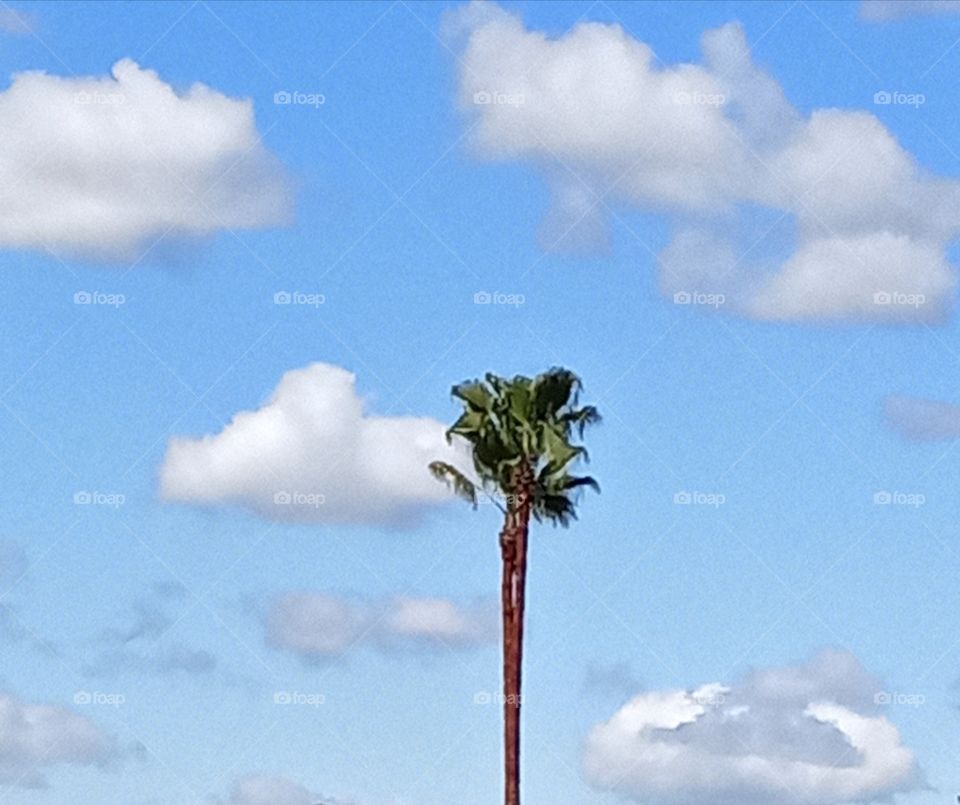 a beautiful day in the neighborhood. picture taking at 2:18 p.m. Pacific time in Sacramento California.