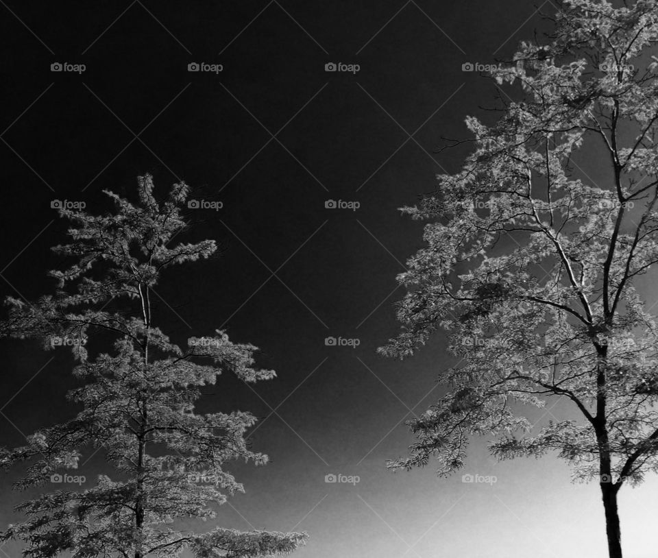 Chicago Series: Budding Trees 