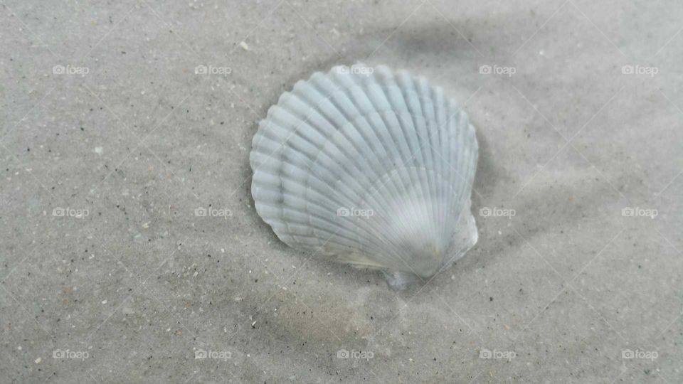 shell