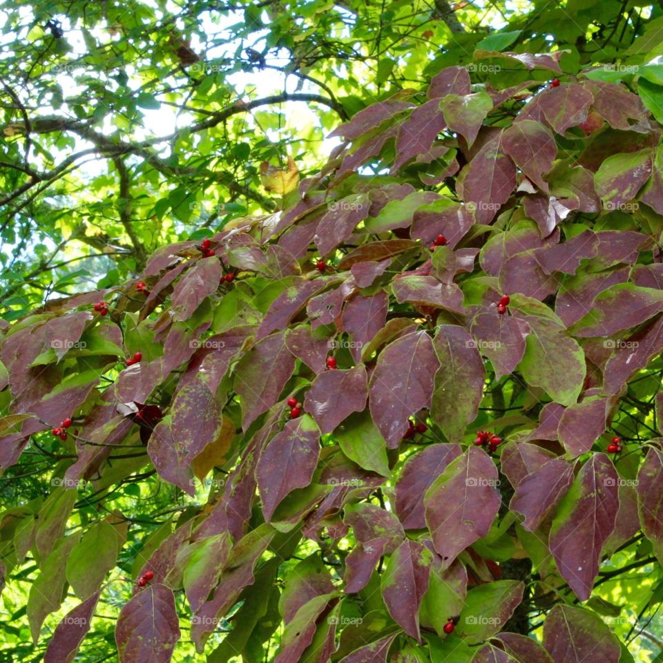 Leaves Changing