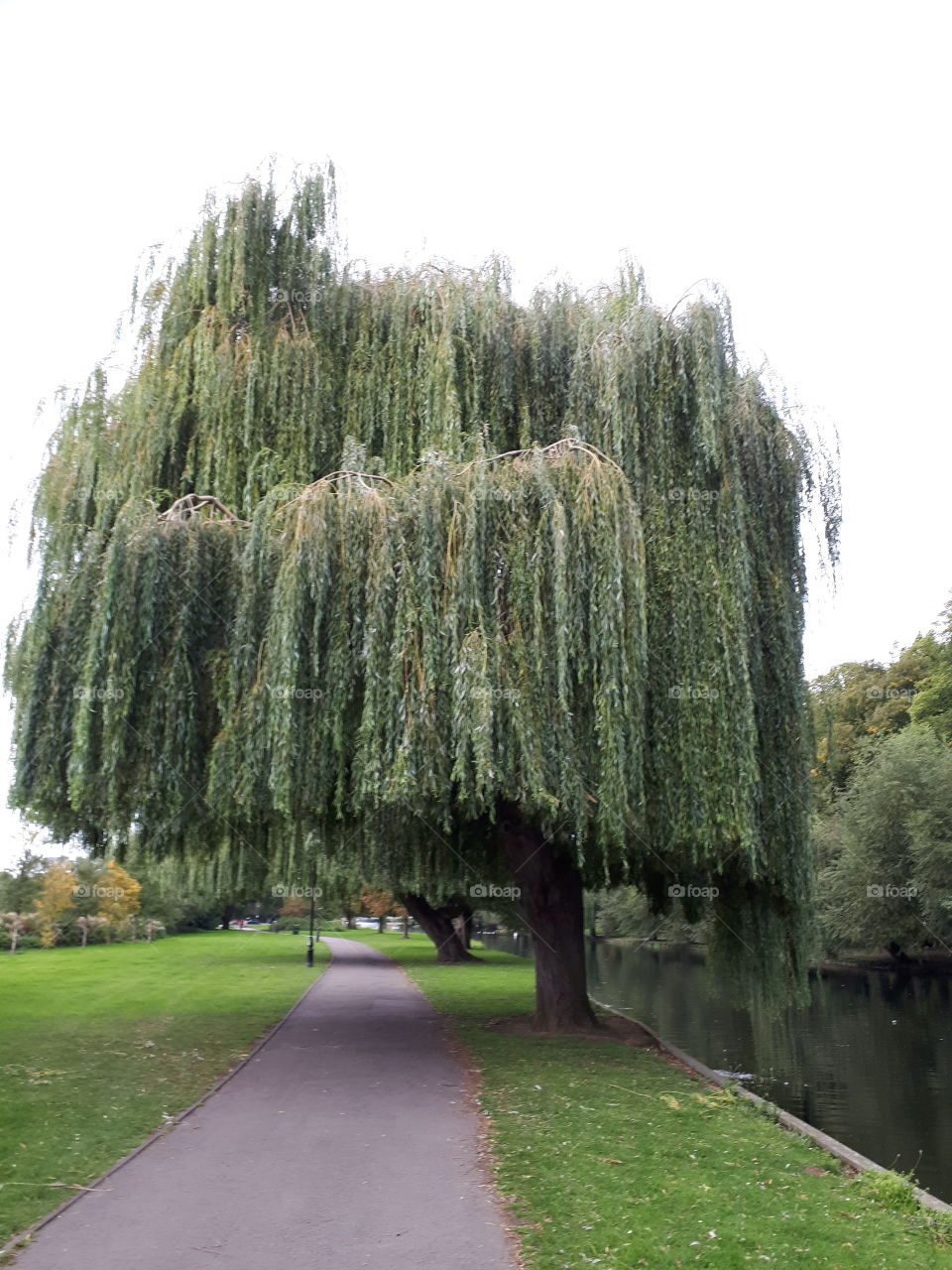 Willow Tree