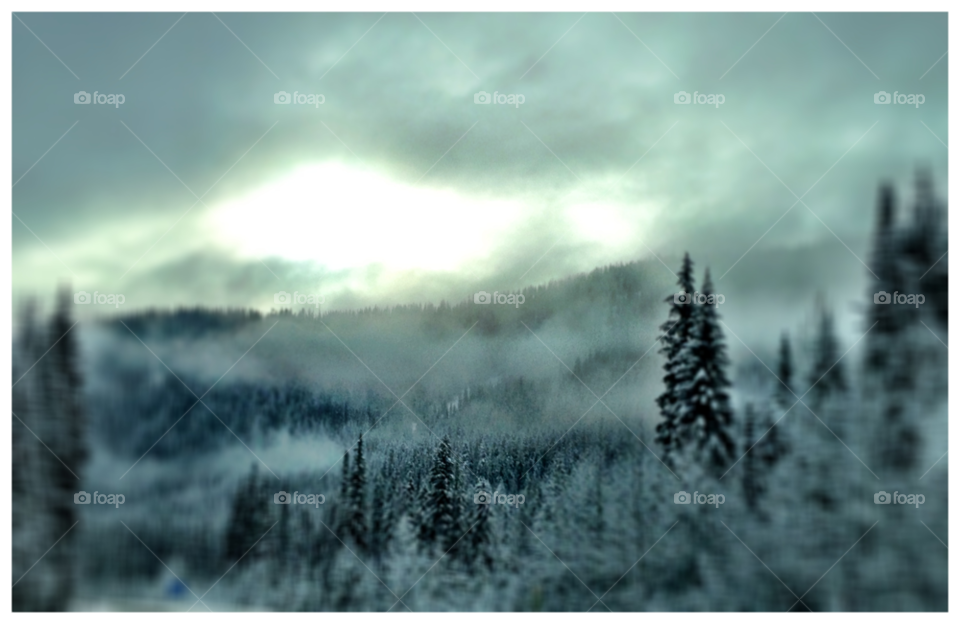 snow winter trees forest by mcr