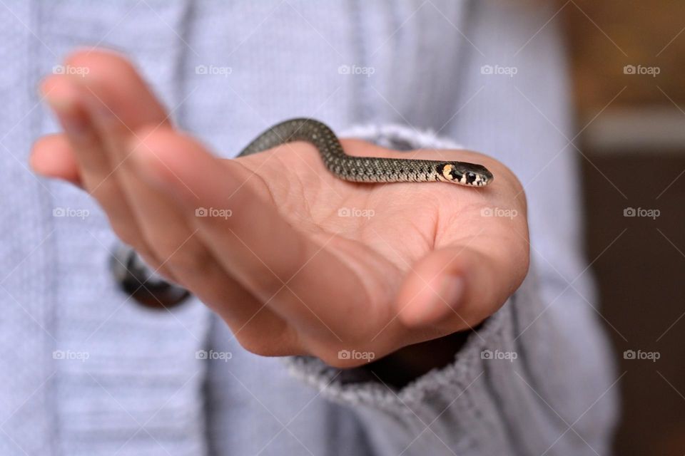 little snake in the hand close up