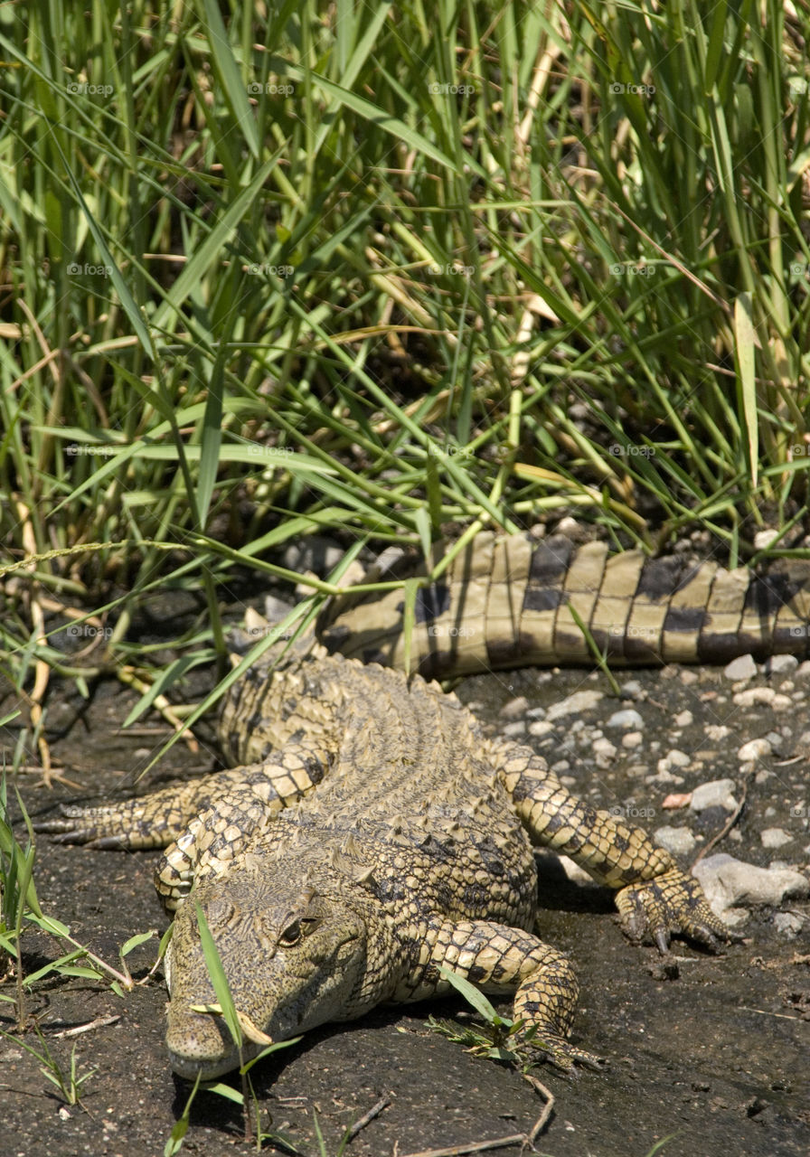 African crocodile in a national park in serengeti.