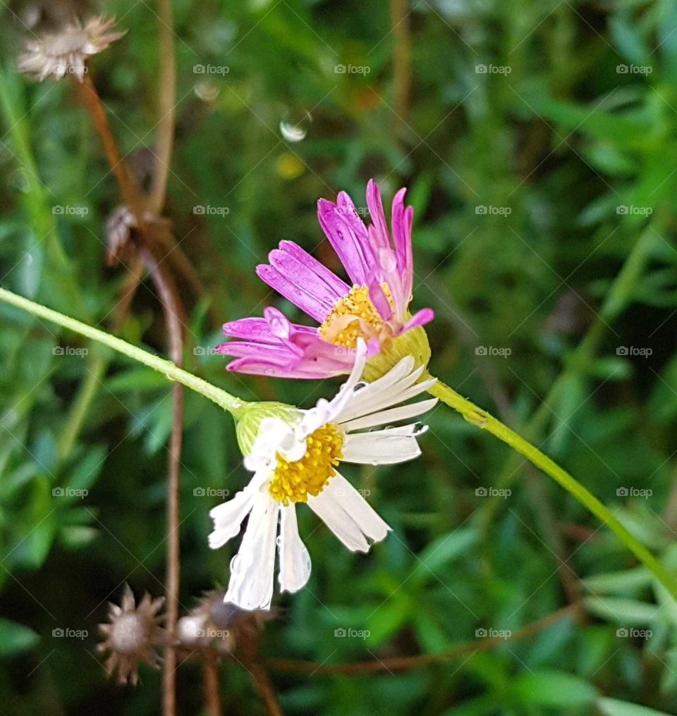 Two pink and white wild Daisies meet in a cuddle like pose. Shot taken just after a sun shower.