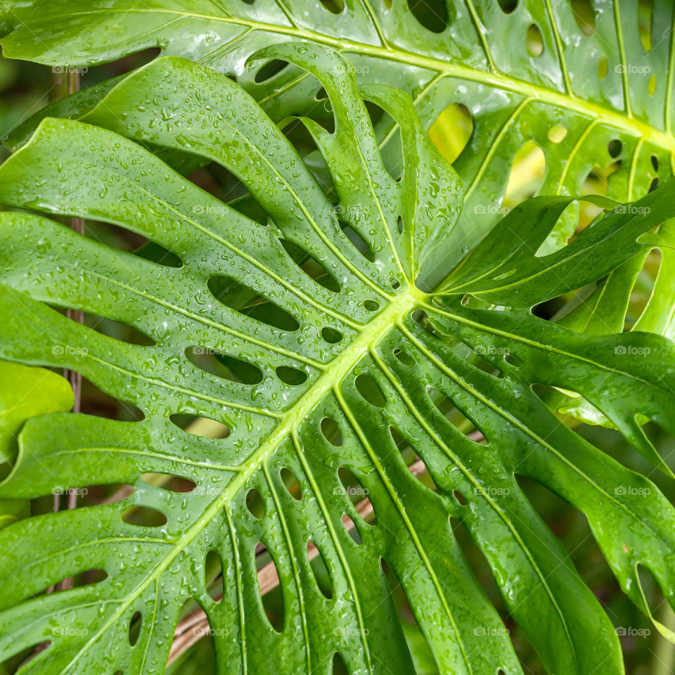 Tropical juicy vibrant leaves background