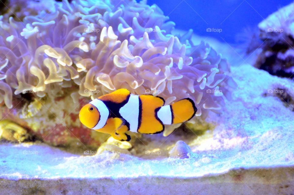 Clown fish