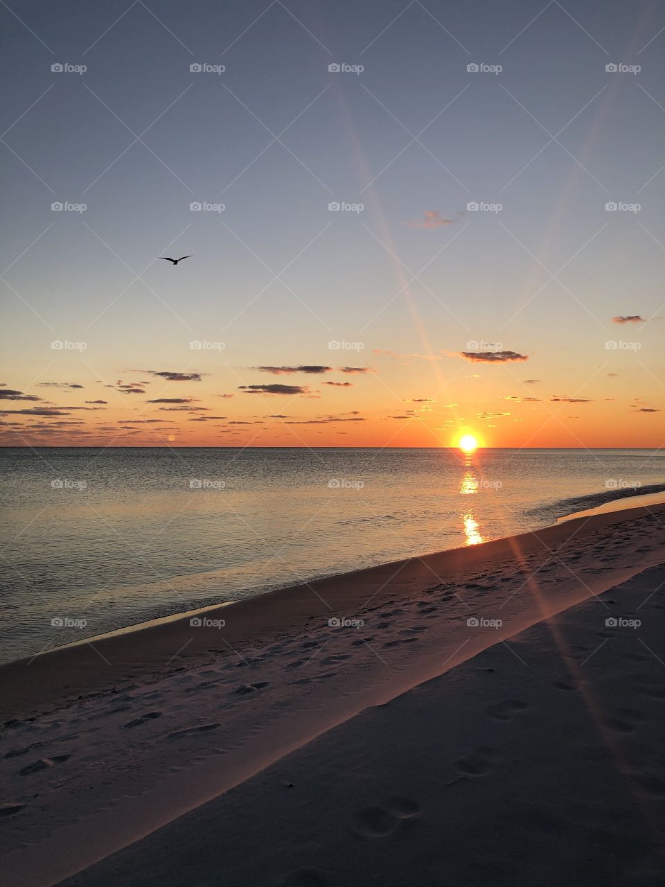 30A Beach Florida Winter Sunset with Seagull
