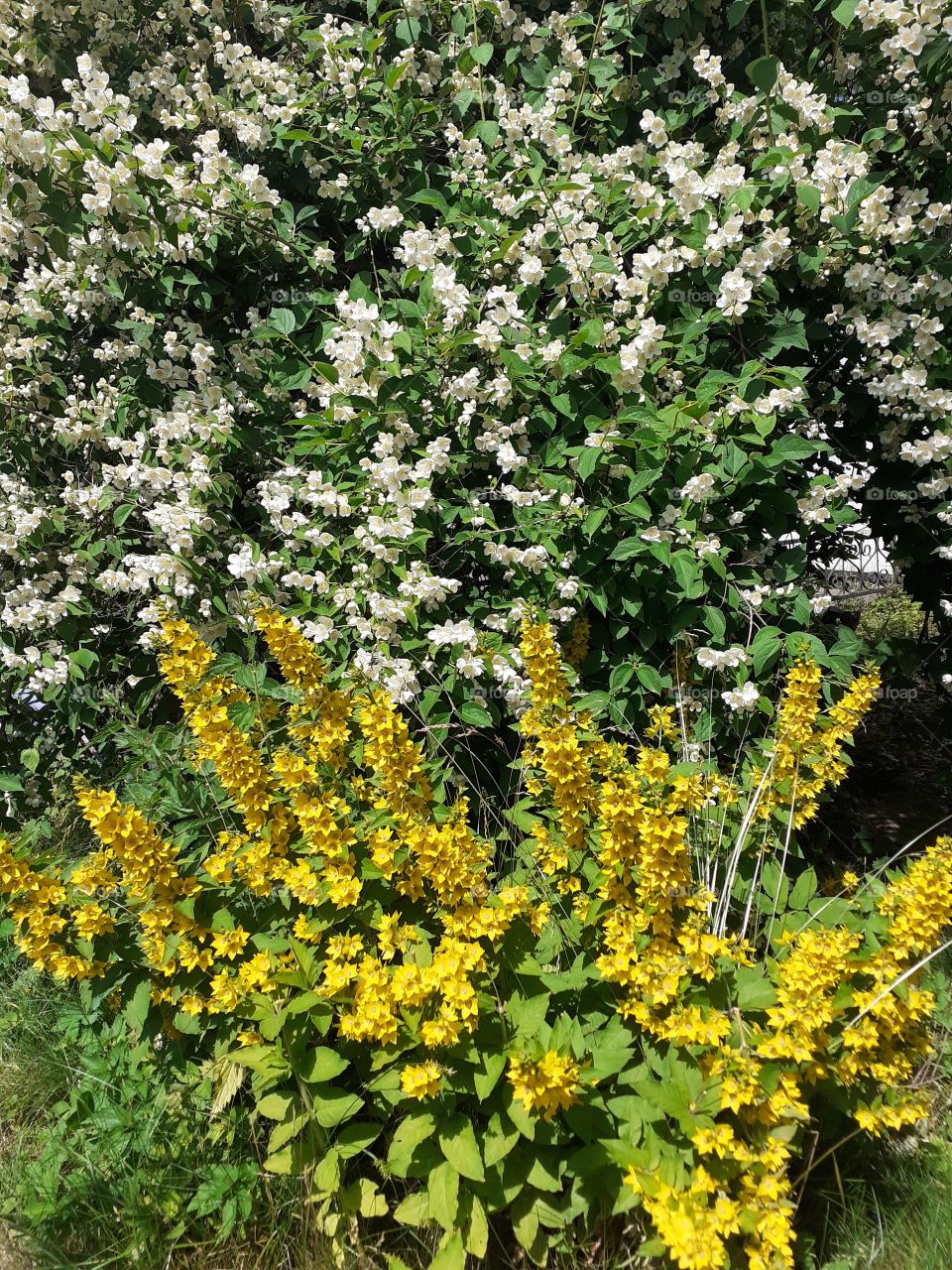 красивые цветы