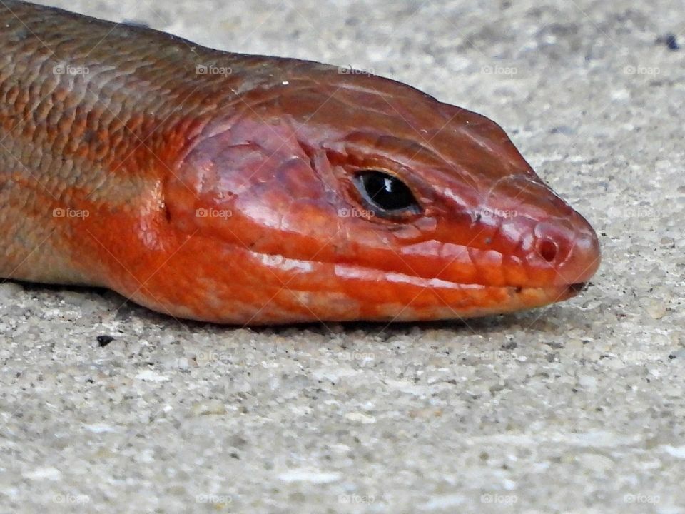 Urban Nature: Wildlife  - Skinks are one of the best reptile pets to have. They are docile, quiet, gentle, playful, and easily trained. Besides, skinks are also low-maintenance