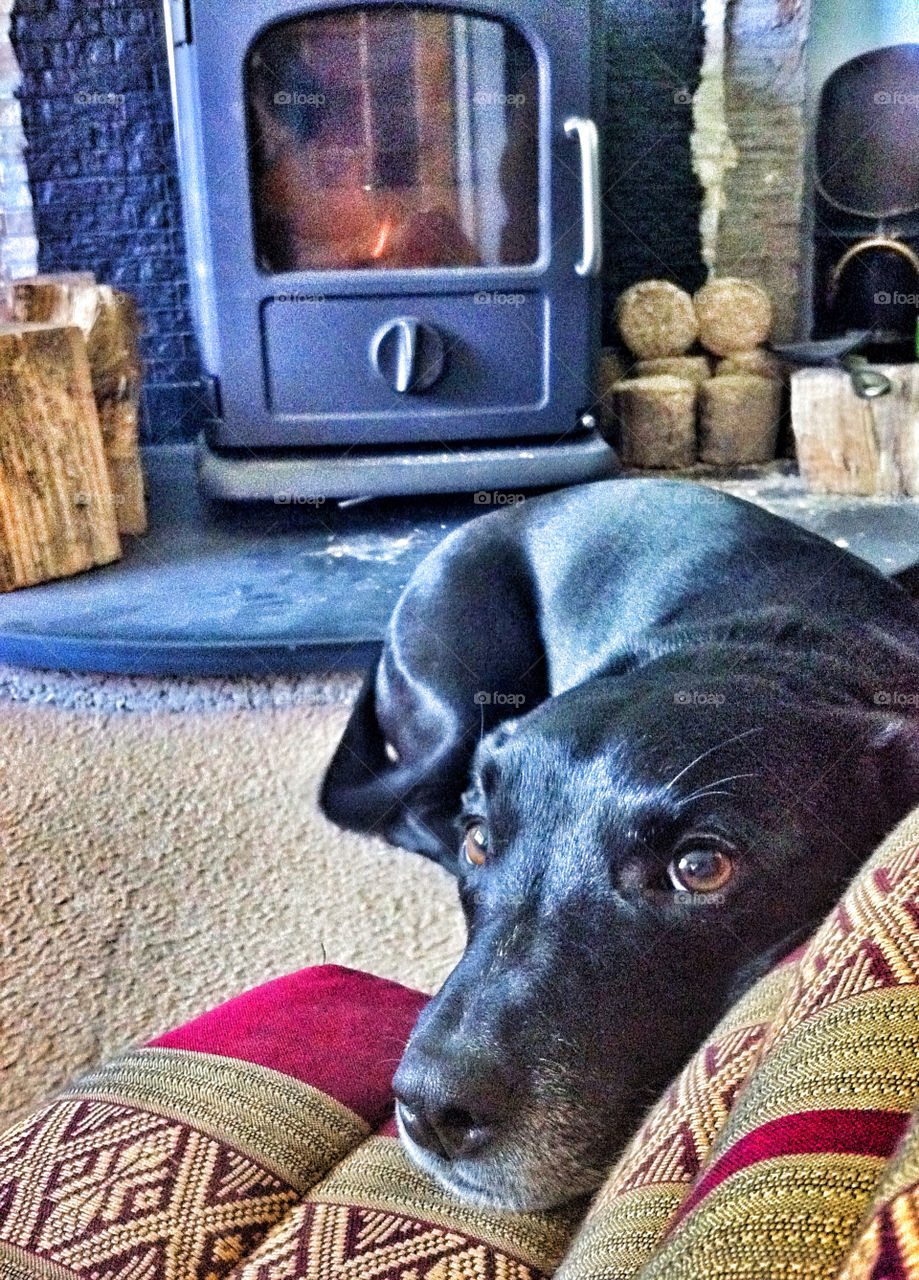 dog fire puppy stove by littlegemm