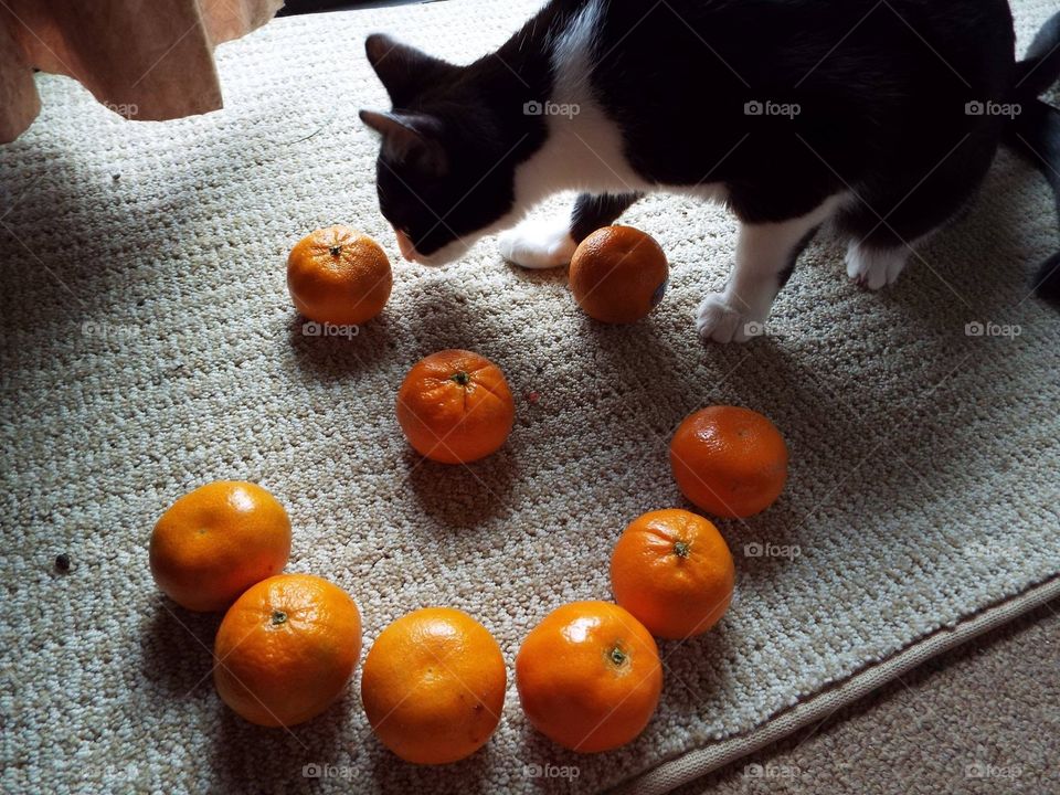 Cat sniffing halo oranges