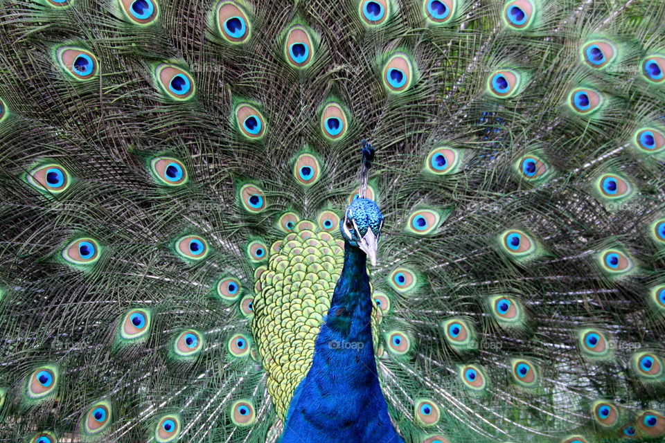 Dancing peacock. Peacock dancing