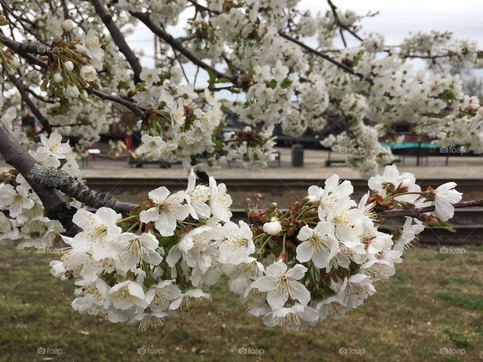 White blossoms