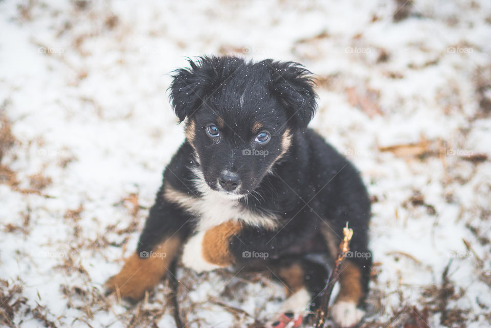 Close-up of a dog