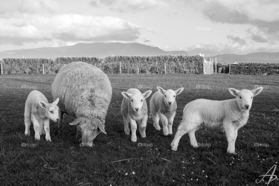Curious sheep and lambs on a farm in Ireland