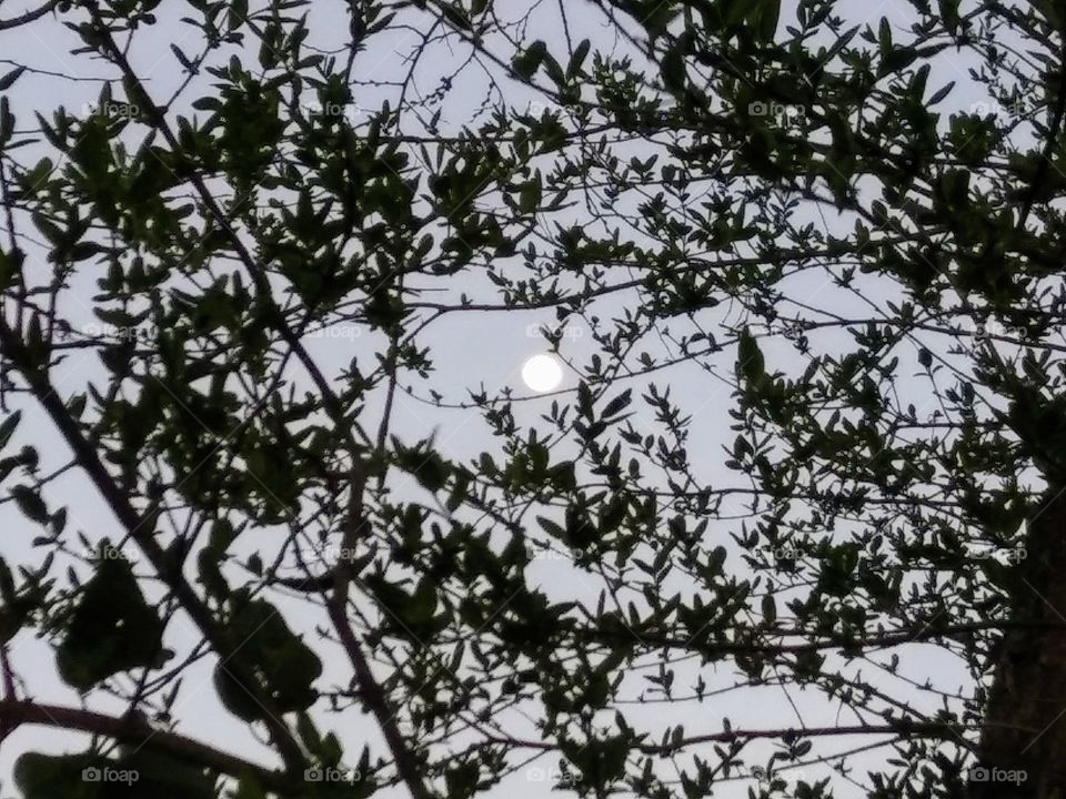 first moon of spring