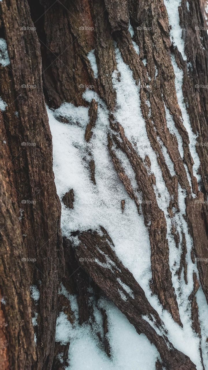 Tree bark in the snow