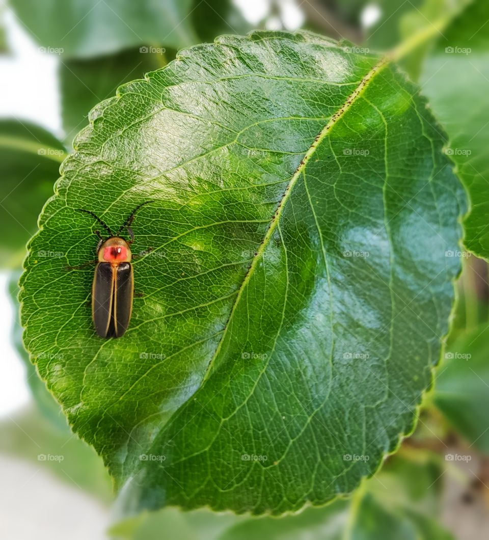 A bug on a leaf, up close.
