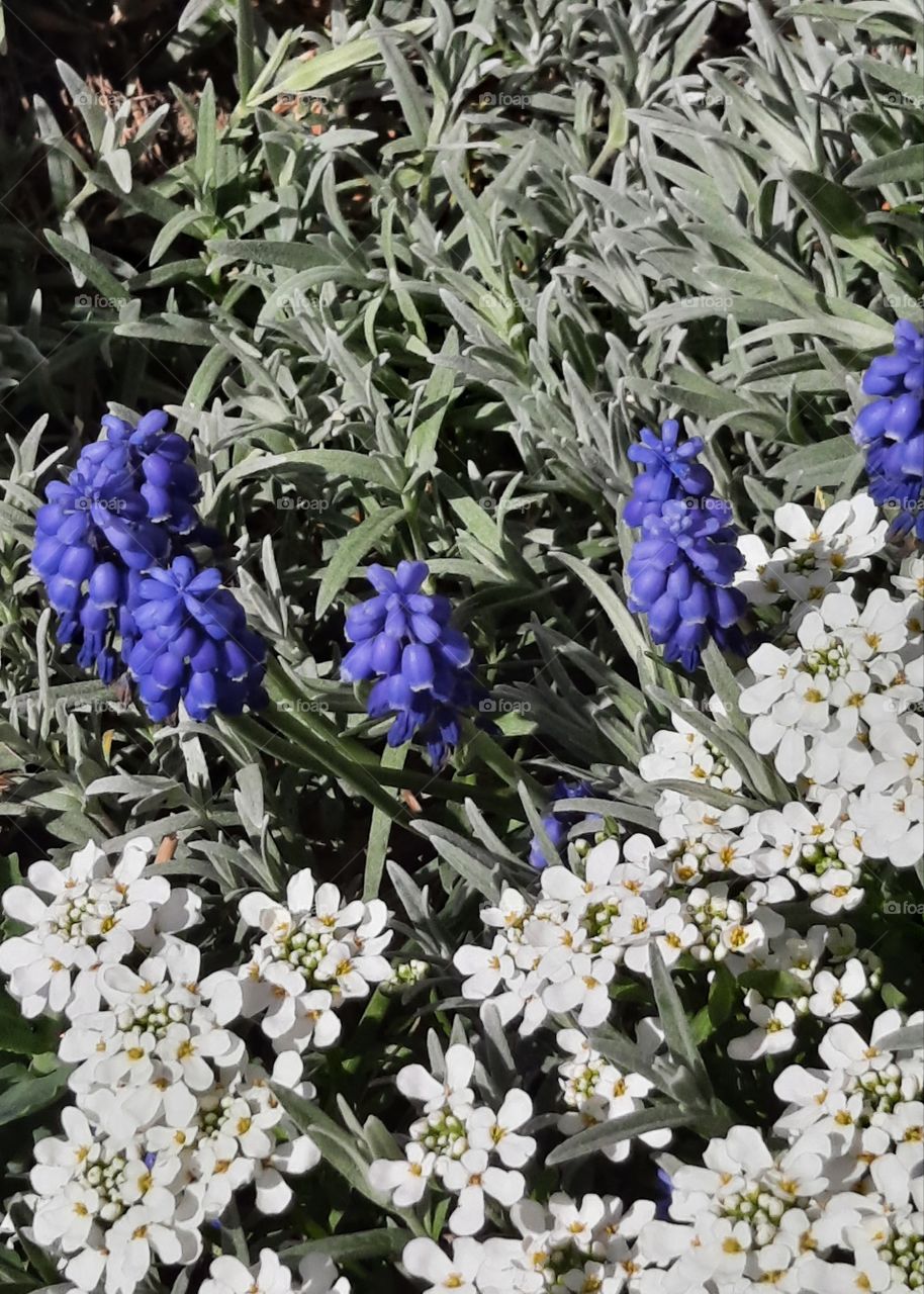 muted colours of spring flowers in rockery