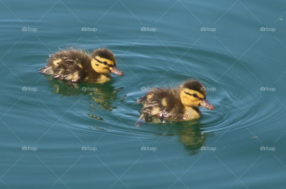 Two Orphaned Ducklings at Lake