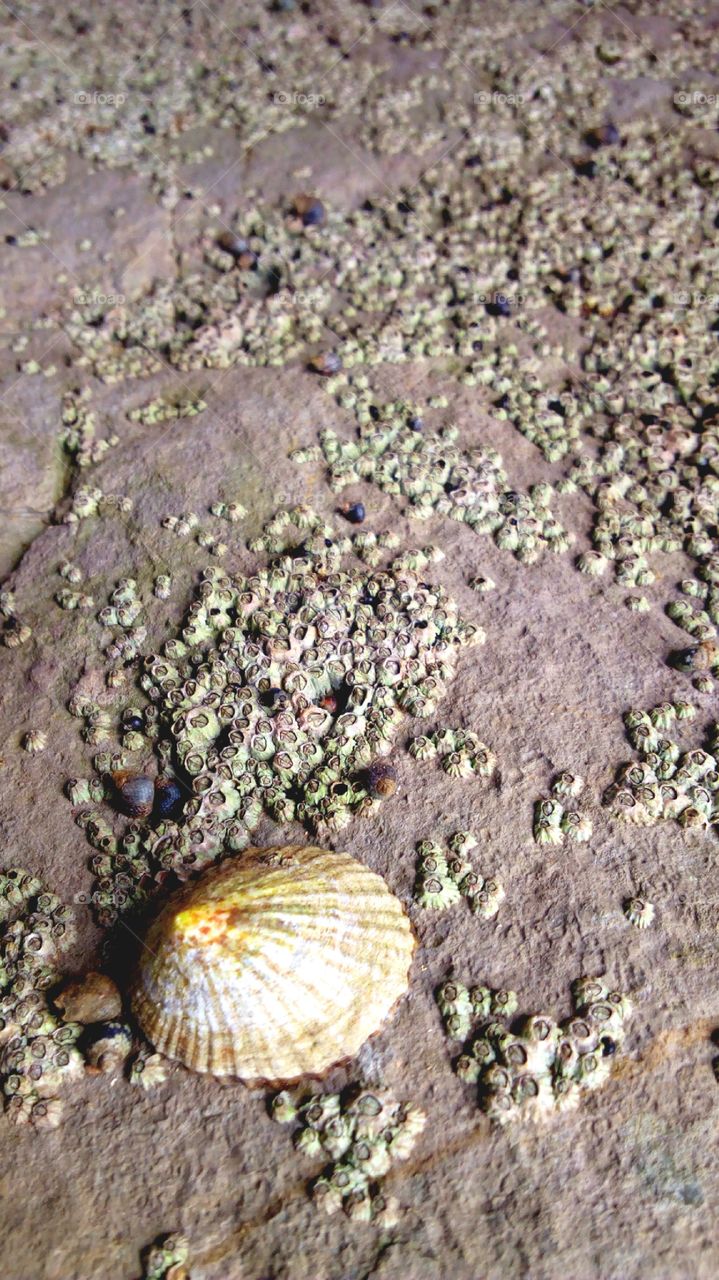 مقدوفات البحر