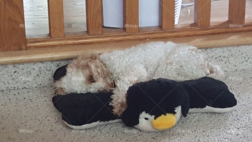 Poodle on Penguin Pillow Pet