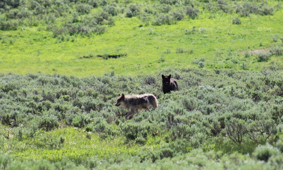 Nature wolf wolves Wolfpack Bush outdoors wild wildlife