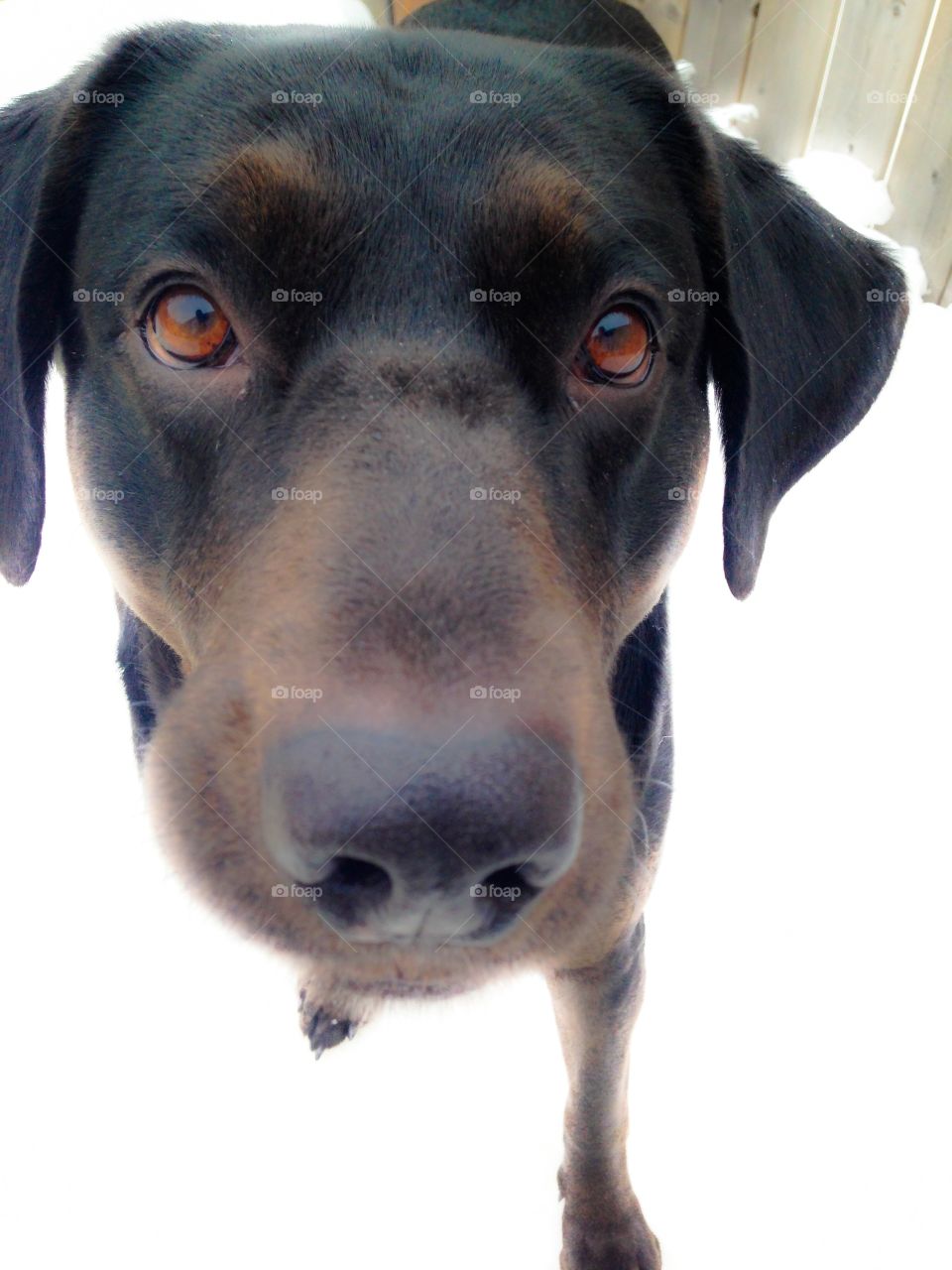Close-up of mix-breed dog looking at camera