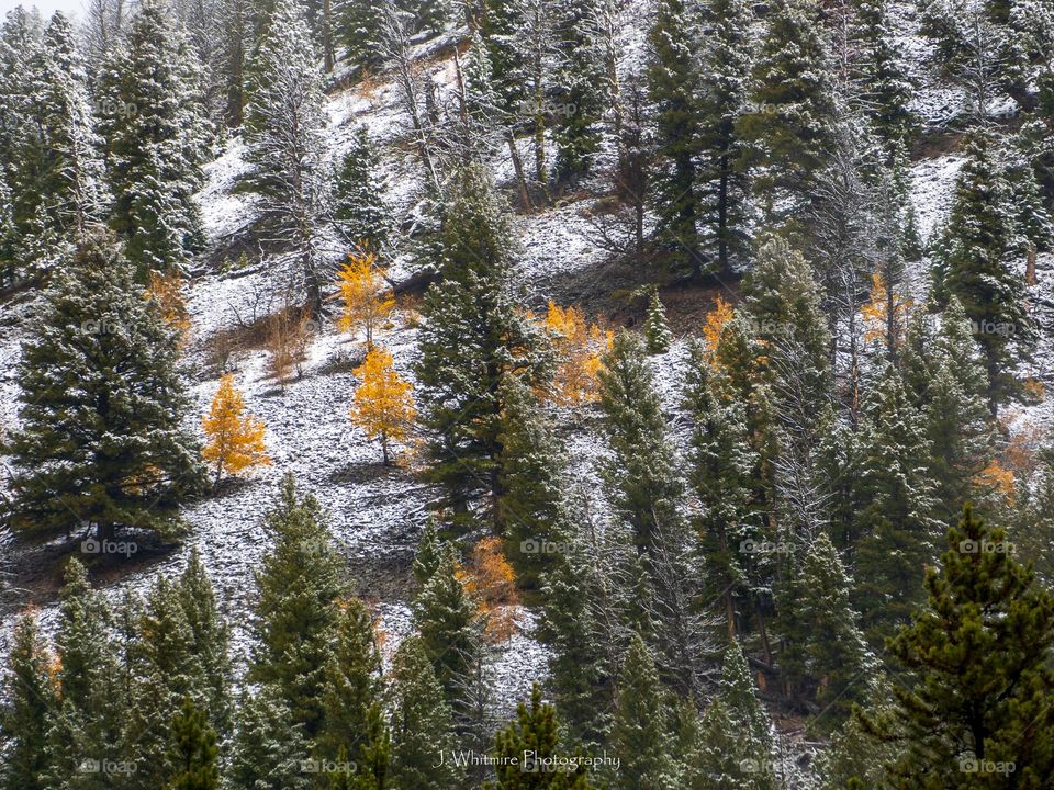 Aspens surrounded by evergreens are surprised by a early October snowfall that seems to catch them off guard