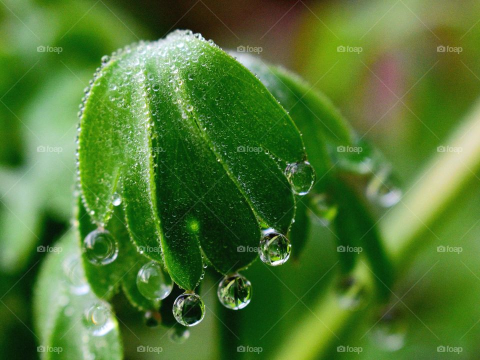 drops of dew on wild plant