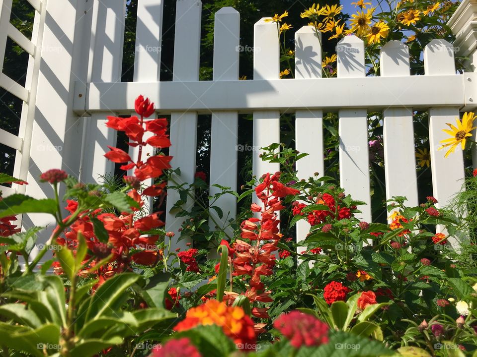 White Picket Fence and Flowers 