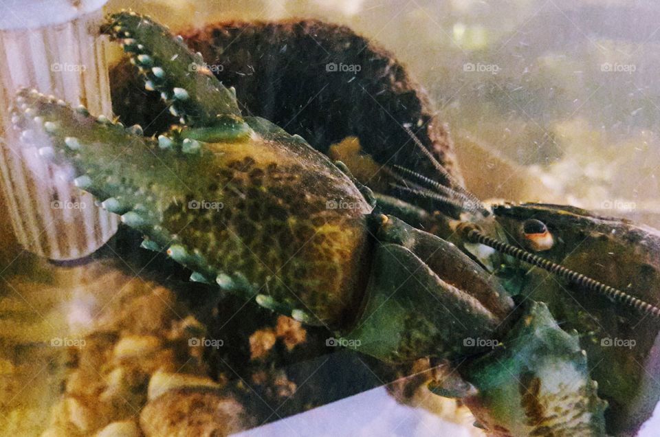 Giant Freshwater Lobster