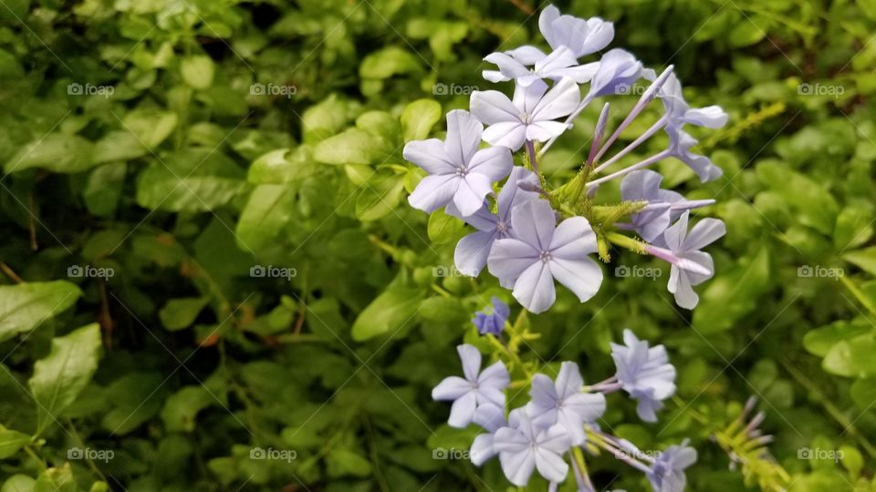 A light purple perennial flower bunch.
